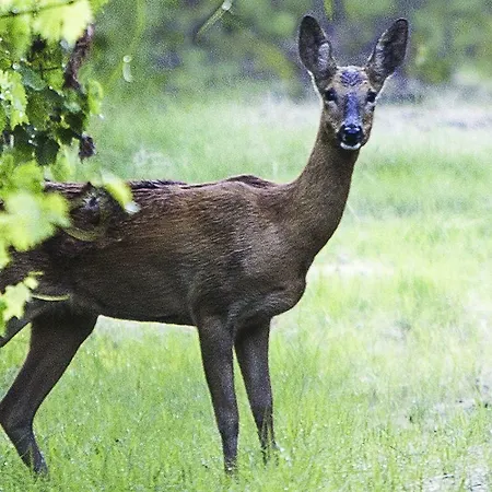 Landsted Sant'uberto Country